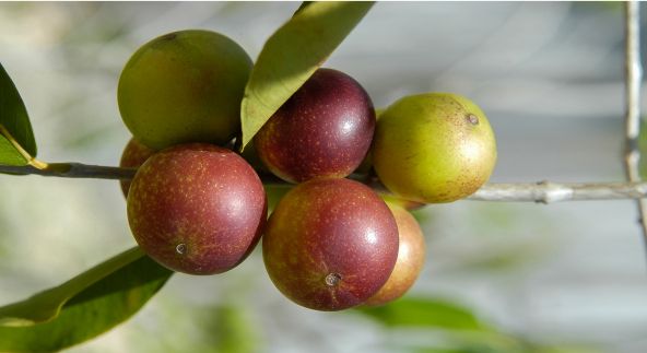 Camu-Camu: A potência bioativa da Amazônia revelada pela ciência
