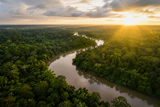Amazônia: a floresta que nos alimenta, nos ensina e nos desafia
