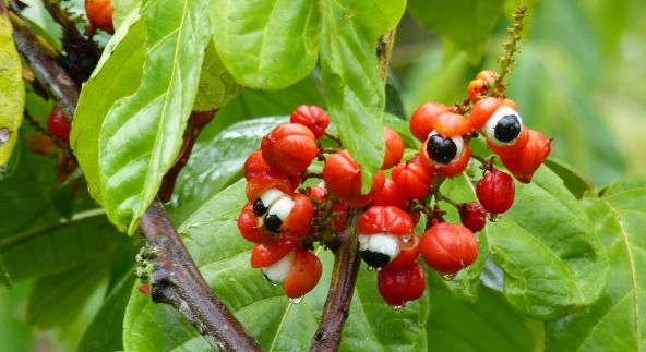 Guaraná: um aliado da cognição e da longevidade