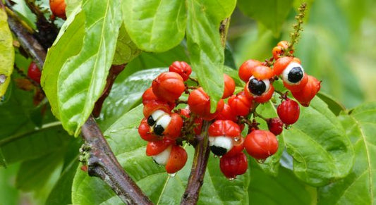 Guaraná: um aliado da cognição e da longevidade